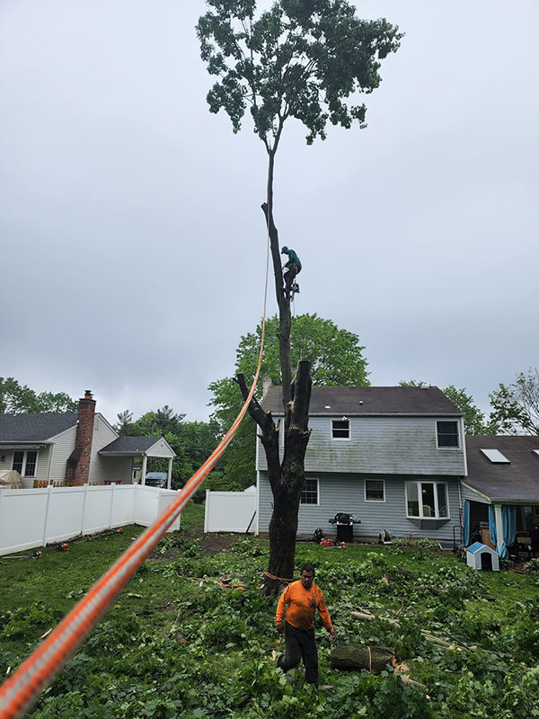 carlos-p-tree-service-img10