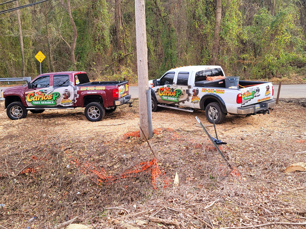 carlos-p-tree-service-img11