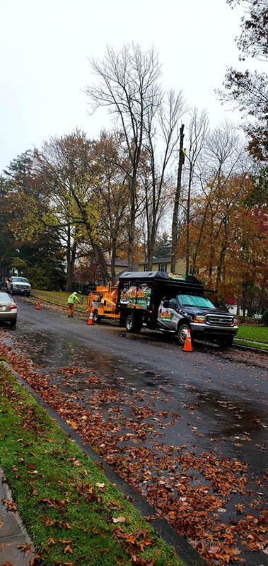 carlos-p-tree-service-img24