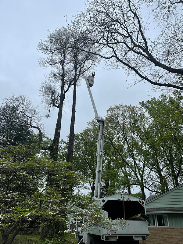 carlos-p-tree-service-img5